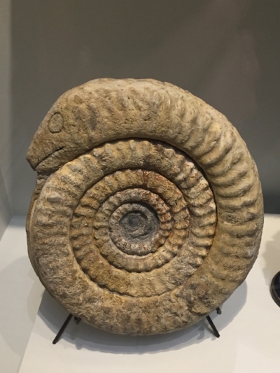 I took this picture of a snakestone at the Naturhistorisches Museum in Vienna. In medieval Europe, people thought that ammonites were petrified snakes--perhaps the remains of snakes that St. Patrick drove out of Ireland. In some cases, people would carve heads on them--an early example of fossil preparation?