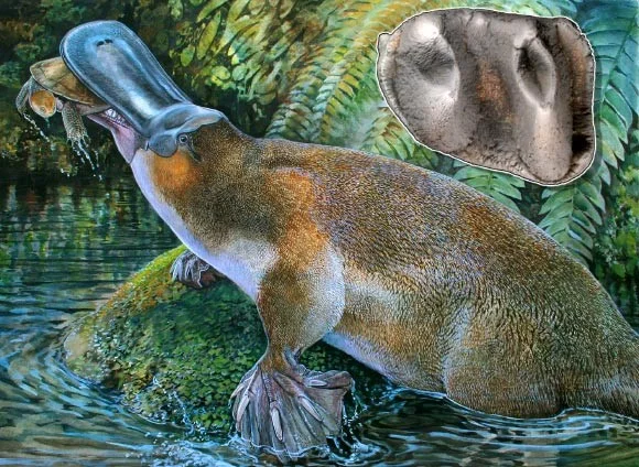 Peter Schouten's wonderful reconstruction of O. tharalkooschild, with molar inset.