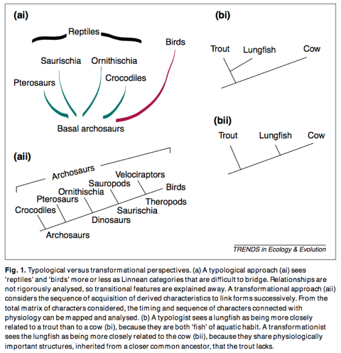 Padian & Horner's figure illustrating the difference between typology and transformation.