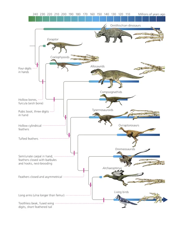 Carl Zimmer 's Avian + non-Avian Dinosaur Phylogeny.