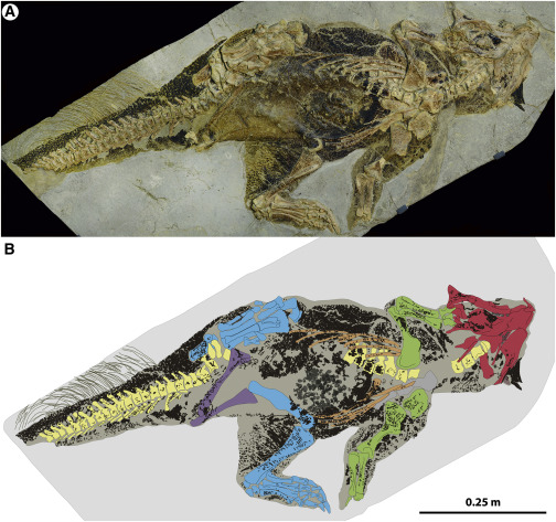 The Senkenberg Psittacosaurus specimen (top) and a color-coded map of the specimen's skin, pigment cells, and bones (Vinther, et al 2016).