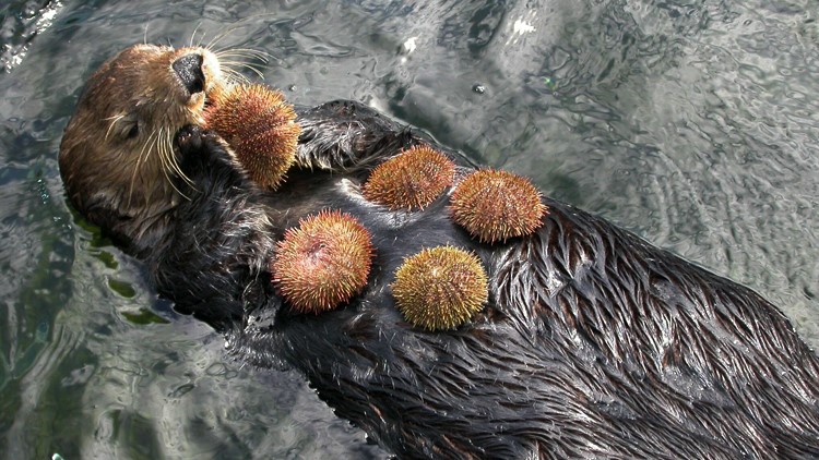 Sea Otter performing its proper trophic function. ( credit )