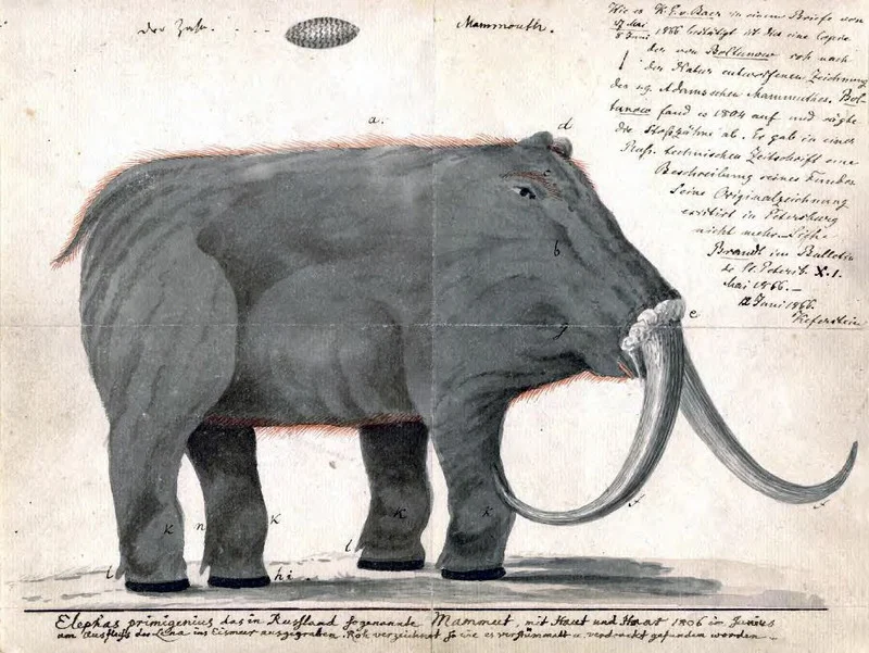 Reconstruction of a mastodon based on Rembrandt Peale's skeletal mount that toured Europe. Peale restored the animal with downward-curved tusks to suggest that the animal was a carnivore (Thomson 2008, 86-87). Image courtesy Wikipedia Commons.