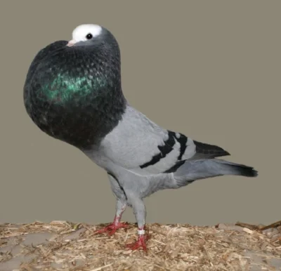 A pouter pigeon. Image courtesy of wikimedia commons.