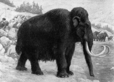 Does large body size increase extinction risk? Average body size of the species is merely an aggregate trait. Image courtesy of wikimedia commons.