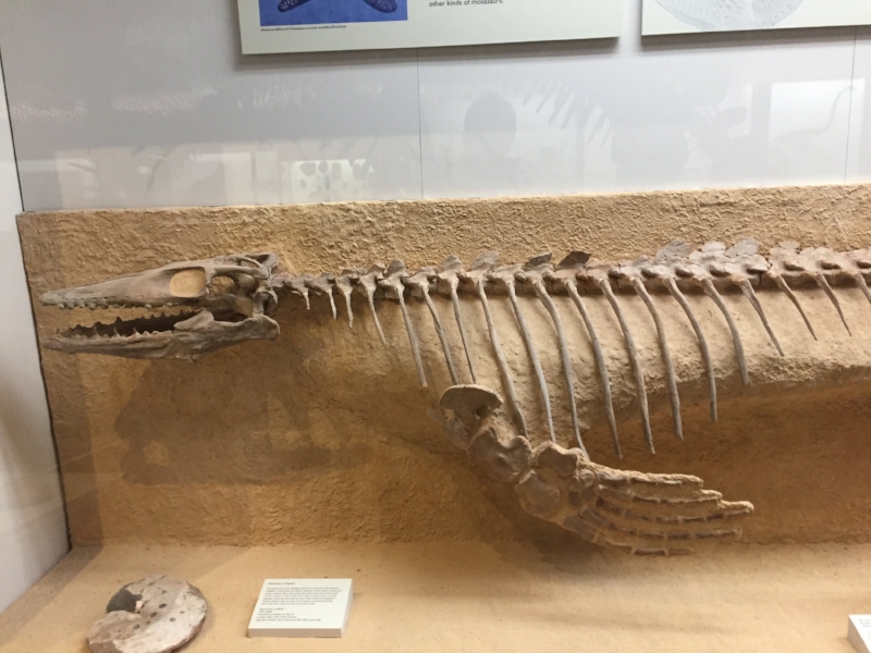 A mosasaur at the Yale/Peabody Museum of Natural History. Photo by the author.