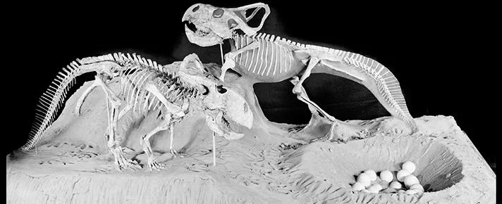 Image from www.amnh.org