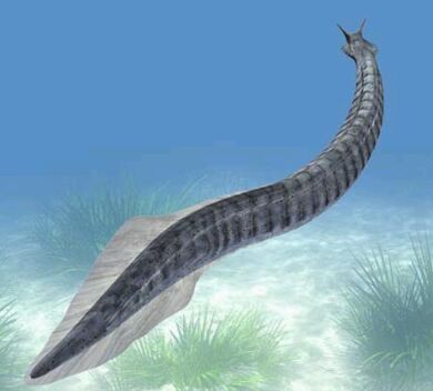 A reconstruction of Pikaia