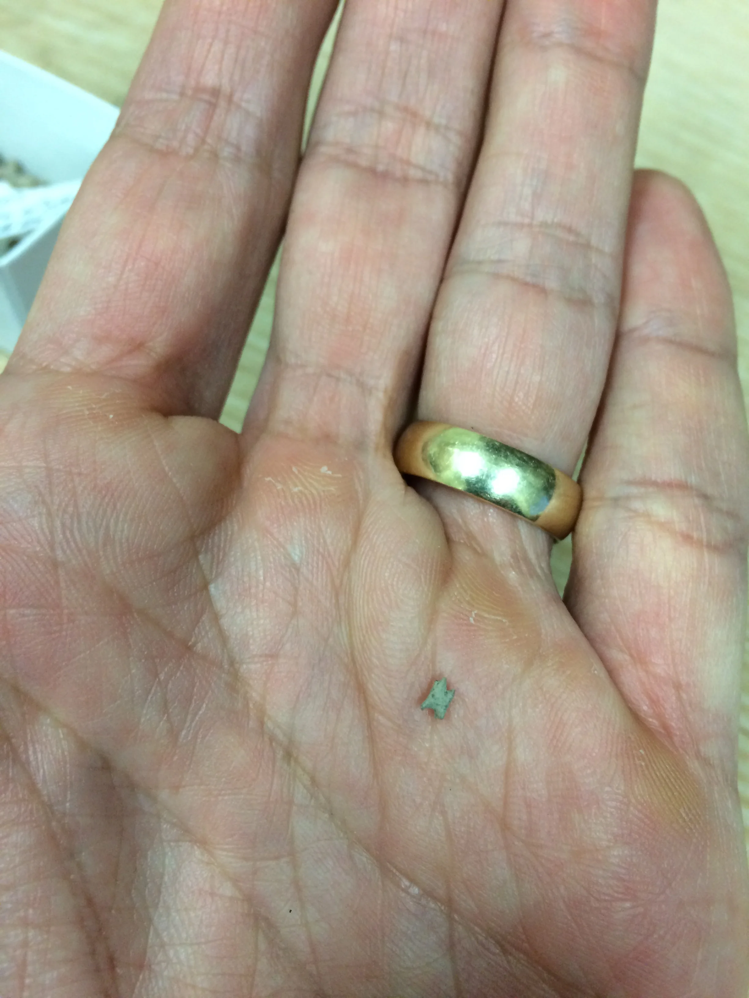 This tooth came either from the mouth of some long-dead rodent or the hand of a deceitful god.