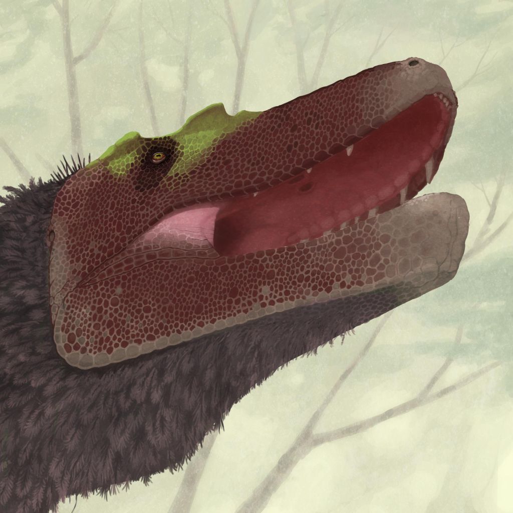 This is admittedly a dry post, so here's a feathered tyrannosaur ( Gorgosaurus libratus ) to reward your patience. Art by John Conway .
