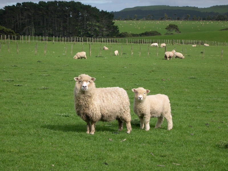Some Sheep. Romney sheep, to be exact.