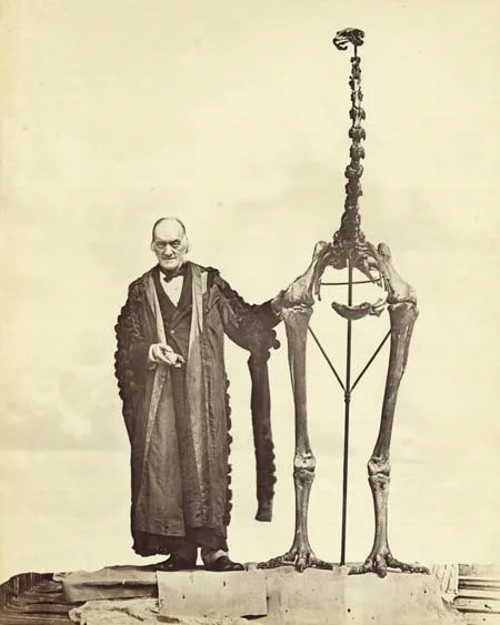 Richard Owen inferred the existence of a moa from a single leg in 1839. Here he is an older man with the complete skeleton of Dinornis robustus, vindicated. Vindicated, but it's worth noting that moa totally wouldn't stand like that.