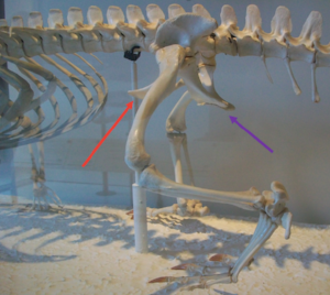 The skeleton of an alligator. The red arrow is pointing at the pubis, which is sticking forward, while the purple arrow indicates the ischium. Image courtesy of wikimedia commons (though I added the arrows).