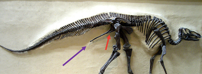 A skeleton of Edmontosaurus . Note how the pubis (red) and the ischium (purple) are sort of smooshed together and pointing backwards.Image courtesy of wikimedia commons (arrows added). Also, in this dinosaur, there is a kind of bony flange sticking forward from the pelvic girdle, but that's a different structure, the anterior process, as Dave Hone explains here.