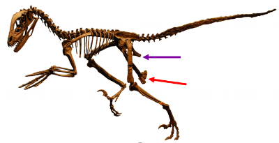 This is Deinonychus --a weird case. It's a theropod, and so traditionally classified as saurischian, but the hip obviously looks kind of bird-like, with the pubis (red) pointing backwards and smoothed up against the ischium (purple). Compare it to the emu above. Image courtesy of wikimedia commons (arrows added).