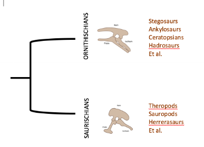 The old dinosaur phylogeny that you probably learned as a kid.