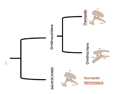 The newly proposed phylogeny. Might have to rewrite all those dinosaur books.