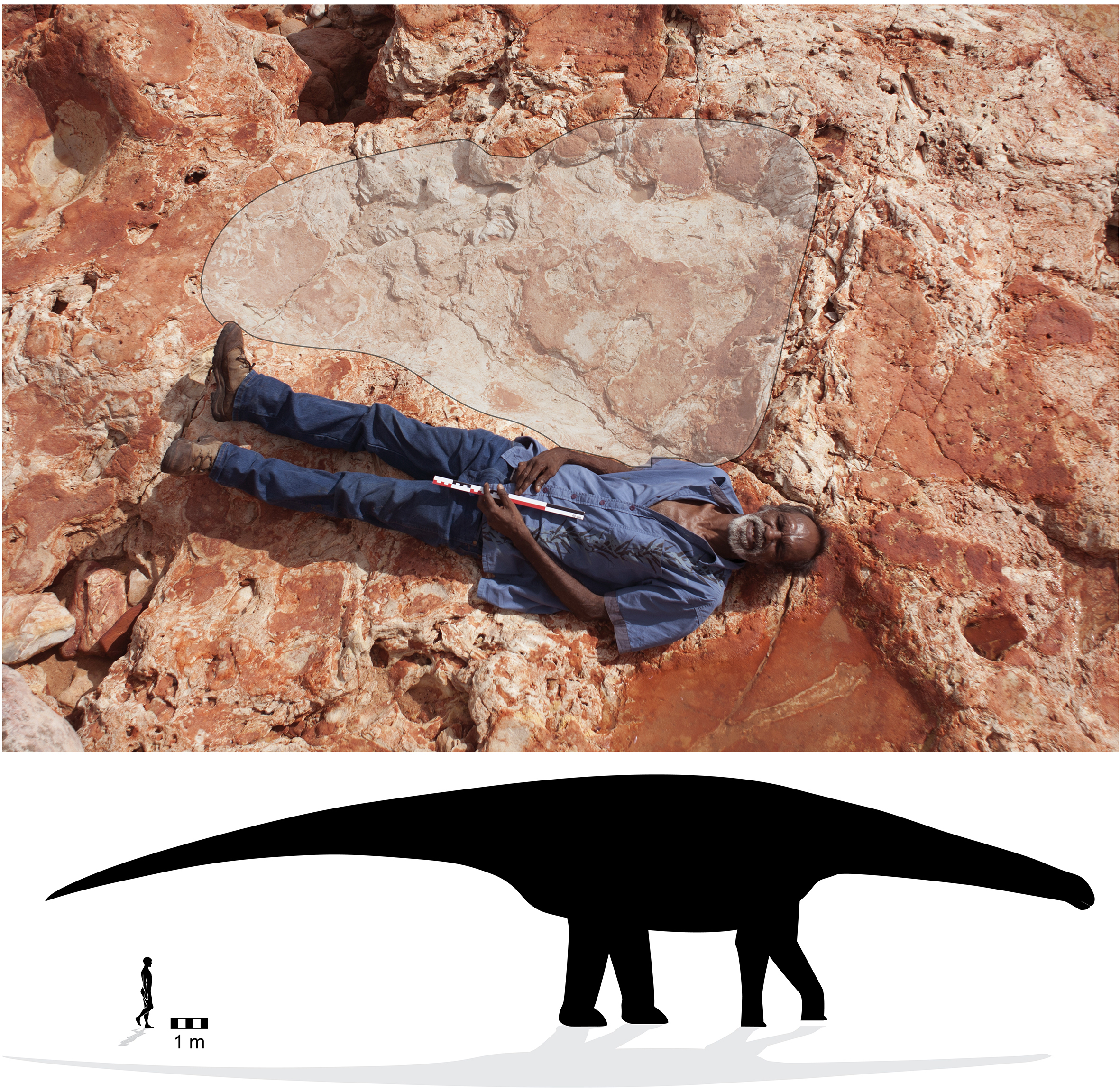 The world's largest known dinosaur track (top), provisionally attributed to the mellifluously-named taxon "Broome Sauropod Morphotype A." From Salisbury, et al (2016).