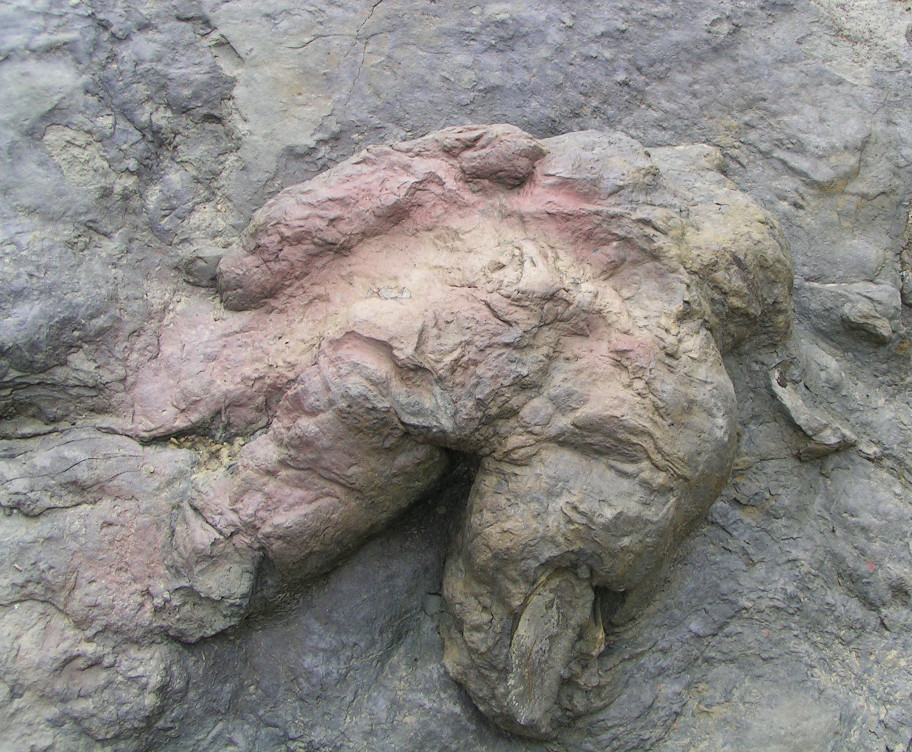 A footprint from New Mexico preserving the 'unequivocal and diagnostic theropod hallux.' Lockley, et al (2011) argue that 'given the size, the attribution to genus Tyrannosaurus is convincing and as this is arguably a monospecific genus, it is likely the track of a T. rex. ' The print is still classified in the ichnotaxon Tyrannosauripus pillmorei . Image courtesy of Wikipedia Commons.