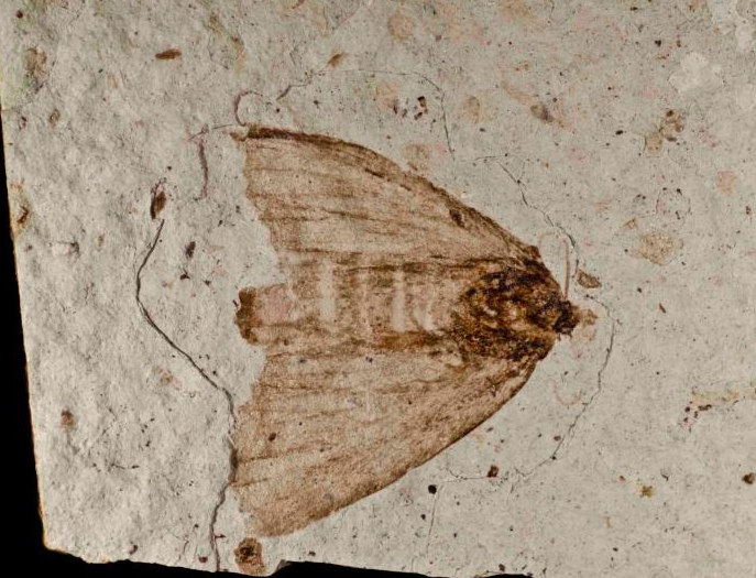 Fossilized moth (or maybe butterfly?) from the Florissant Formation, image courtesy of the National Park Service.