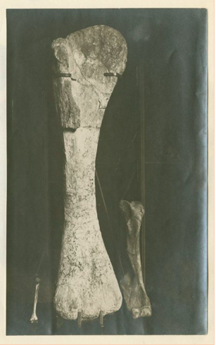 First Tendaguru bone, one Brachiosaurus humerus, used by Branca to visually support his speech
