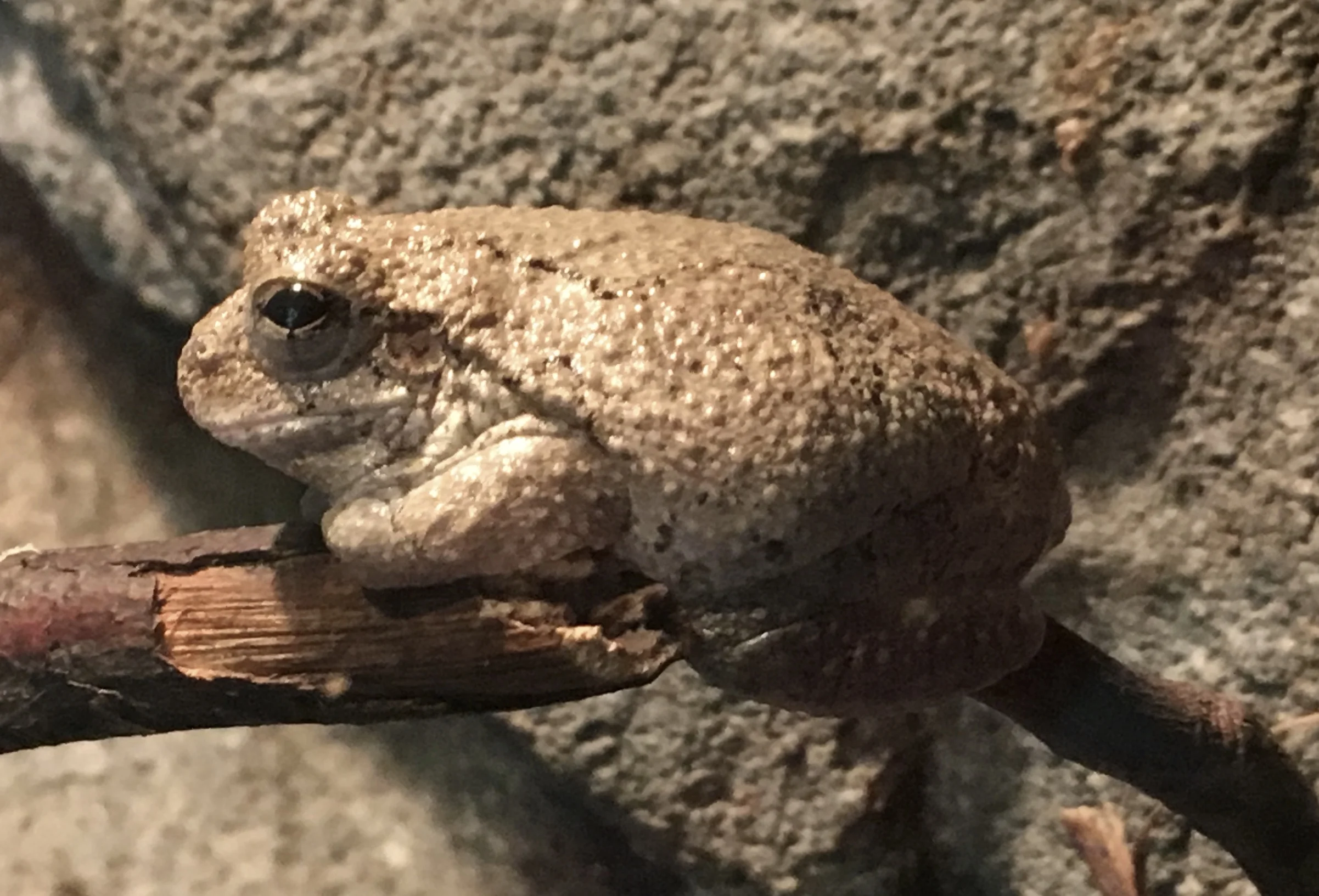 Cope’s gray tree frog ( Hyla chrysoscelis ) at Discovery Place Nature