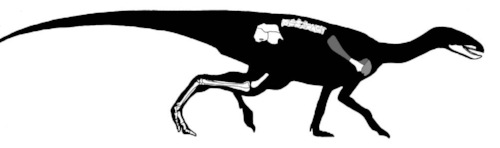 We have just one specimen of Pisanosaurus, and the remains are incomplete. For example, though we have a lower jaw, we don't have the complete skull. Also, good luck trying to figure out whether that is a lizard-like hip or a bird-like hip.