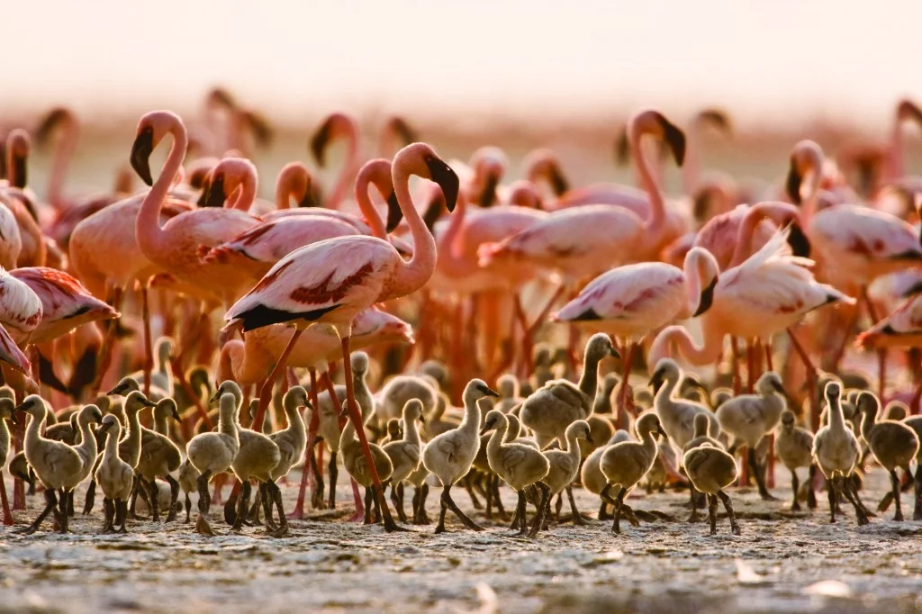 A flamingo creche in Tanzania