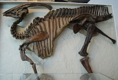 How do you pronounce "Parasaurolophus"? — Extinct