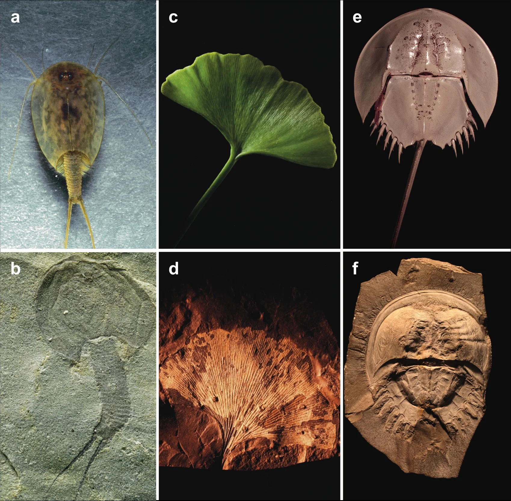 Compare the living (top row) with the long fossilized (bottom row). (see here for species names & sources)