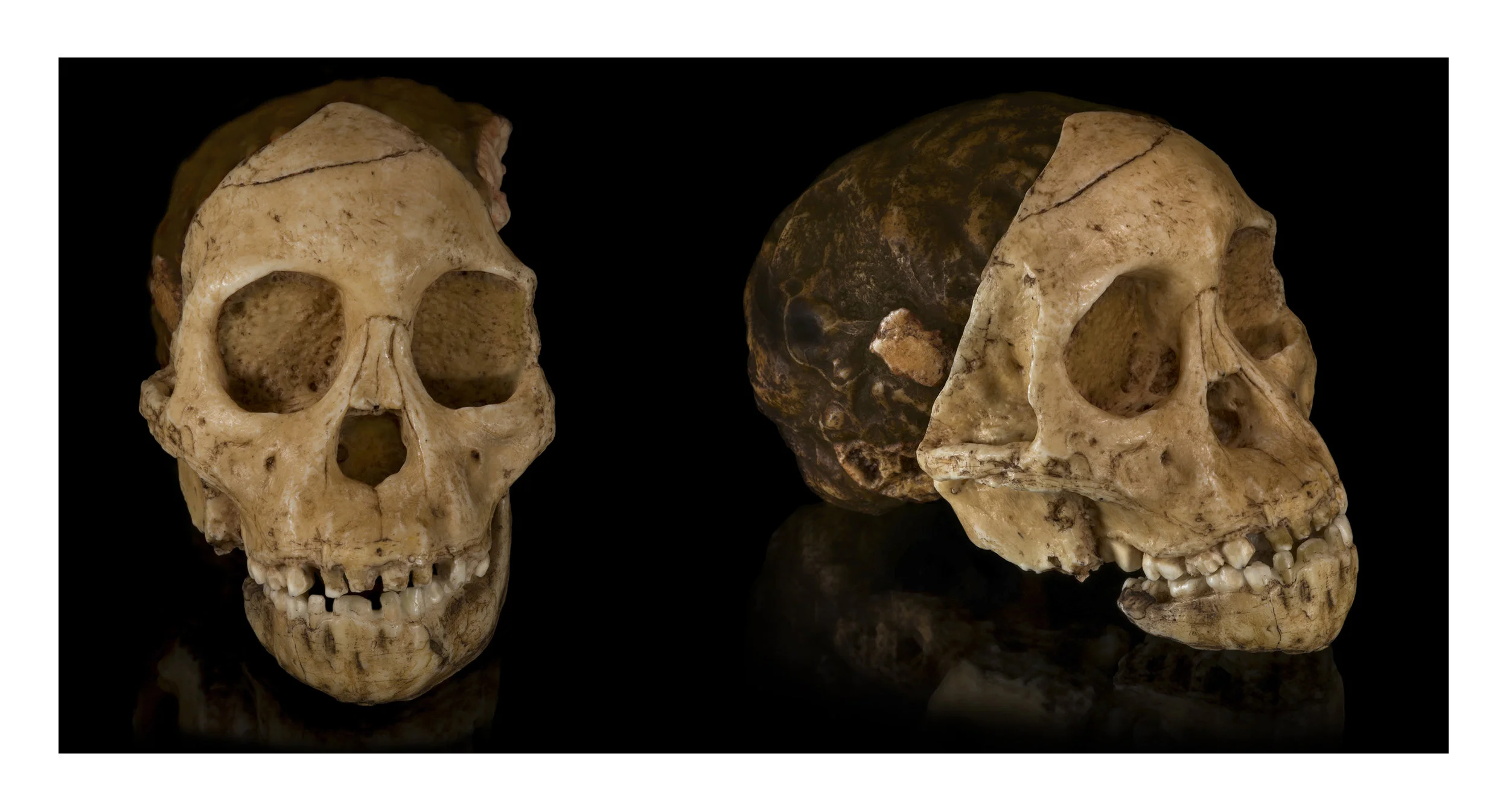 A cast of the fossil skull known as the ‘Taungs Baby,” or “Taung Child,” shot from two different angles. Images from Wikimedia Commons.