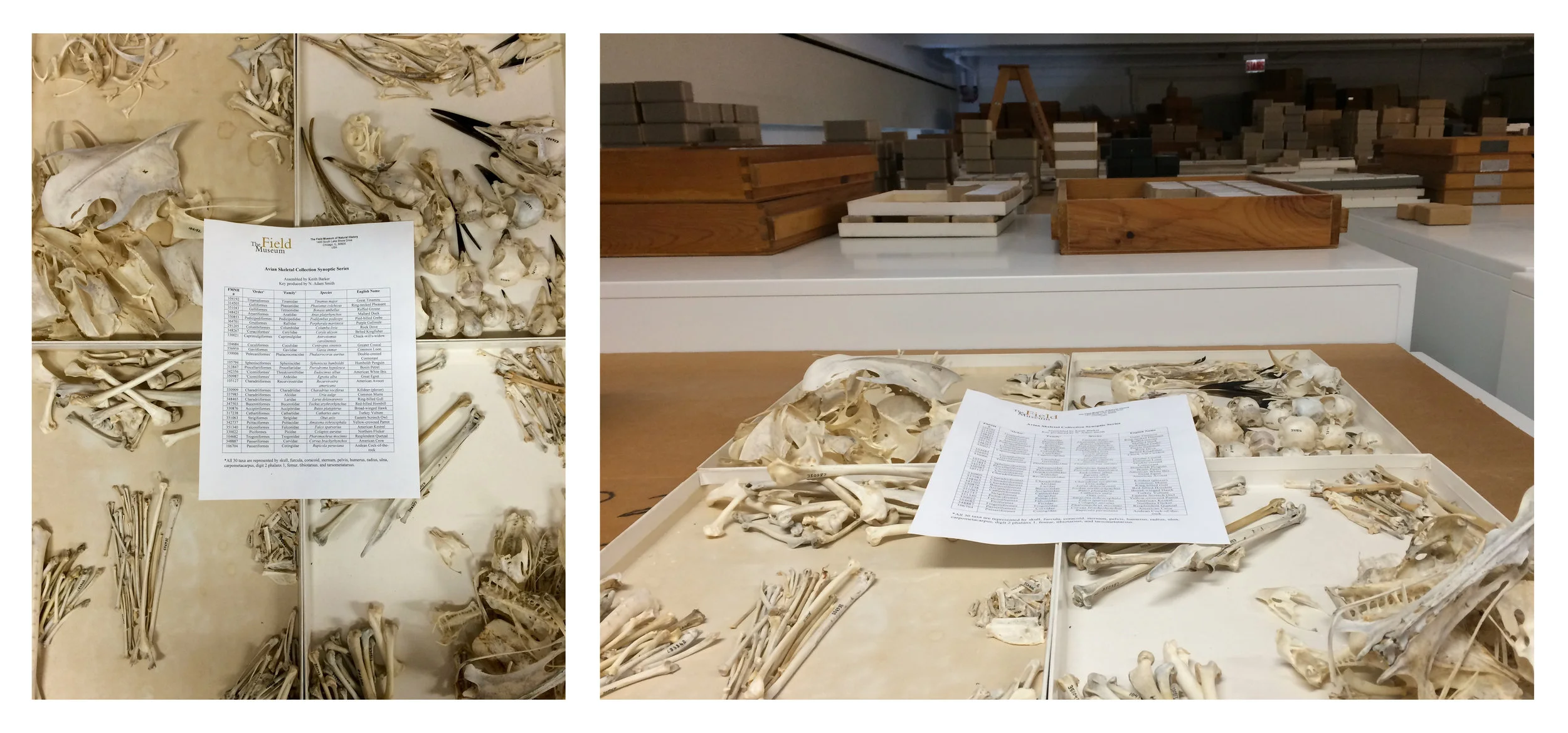On the left, a close-up of the Field Museum of Natural History’s “Avian Skeletal Collection Synoptic Series,” assembled by Keith Barker, with key produced by N. Adam Smith. On the right, a shot of the synoptic series in situ . All photos in this post by the author.