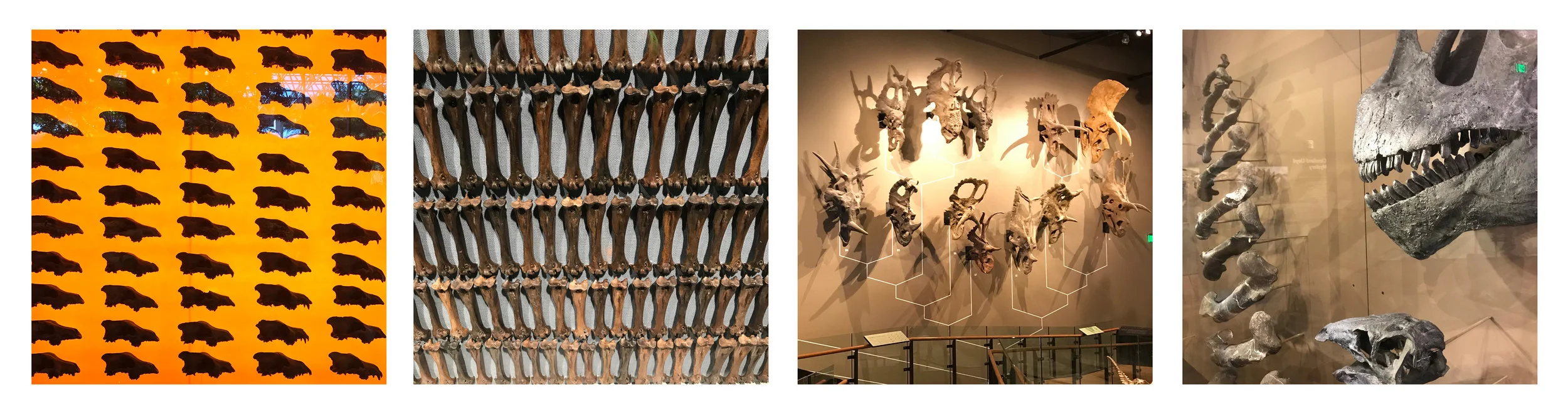 The two pictures on the left are both from the George C. Page Museum at the La Brea Tar Pits. That’s a wall of 400 dire wolf skulls, and then a full case of nothing but avian tibia—from the golden eagle Aquila chrysaetos . The two pictures on the right are both from the Utah Museum of Natural History. That’s a wall of ceratopsid skulls, and then a growth series of Allosaurus femora collected from the Cleveland-Lloyd Dinosaur Quarry.