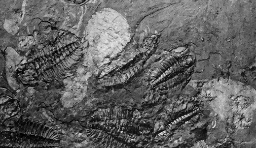Of limeless seas and listless animals