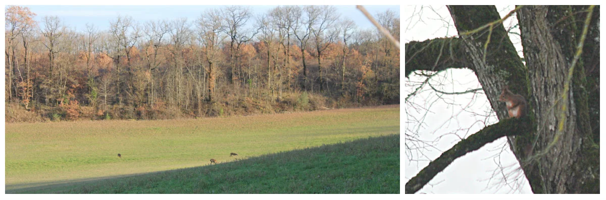 Three deer and a red squirrel. January 2016.