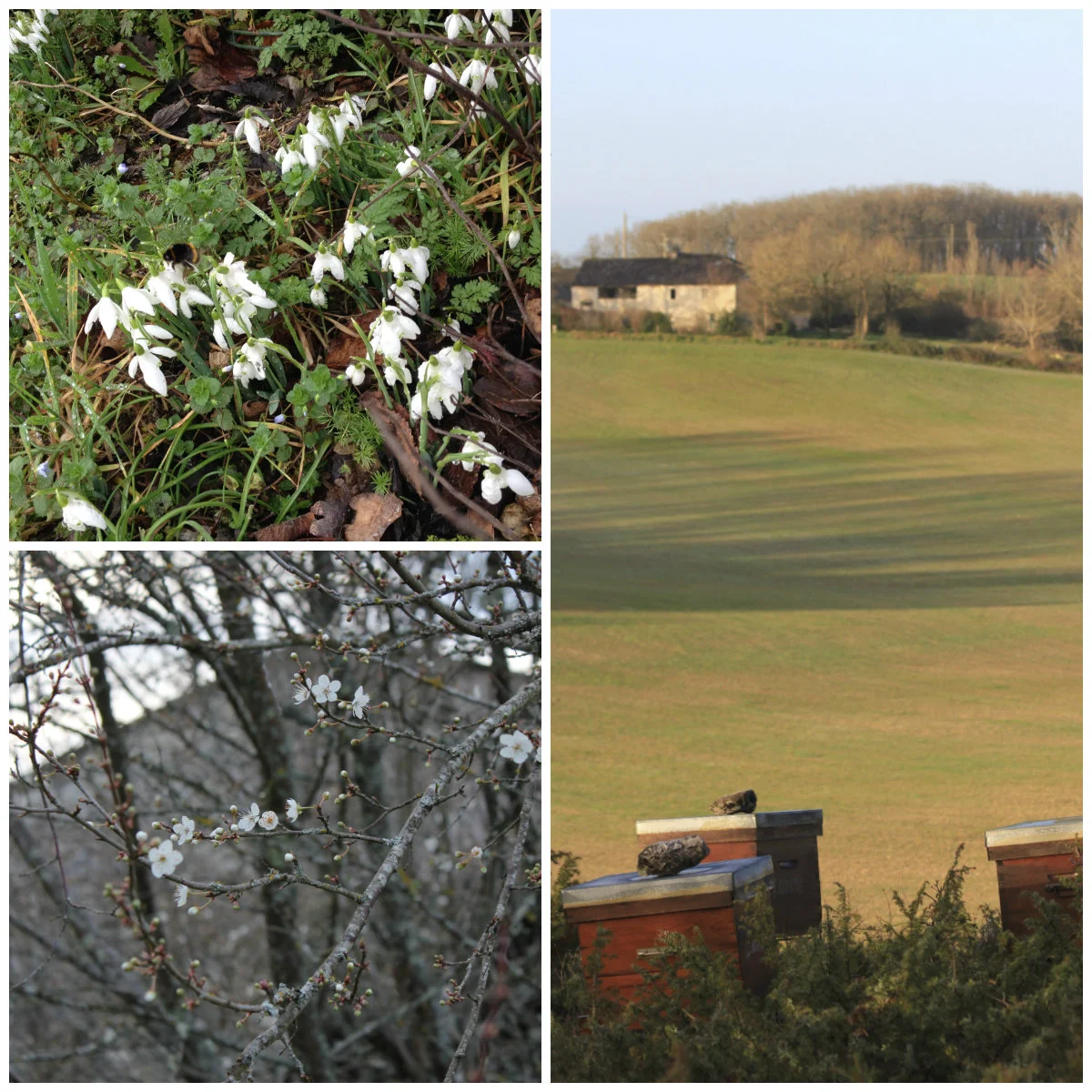 Feb 2016. Top left: the snow drops are out, notice the bee! Bottom left: first blossom on the plum trees. Right: The bee hives across the field.
