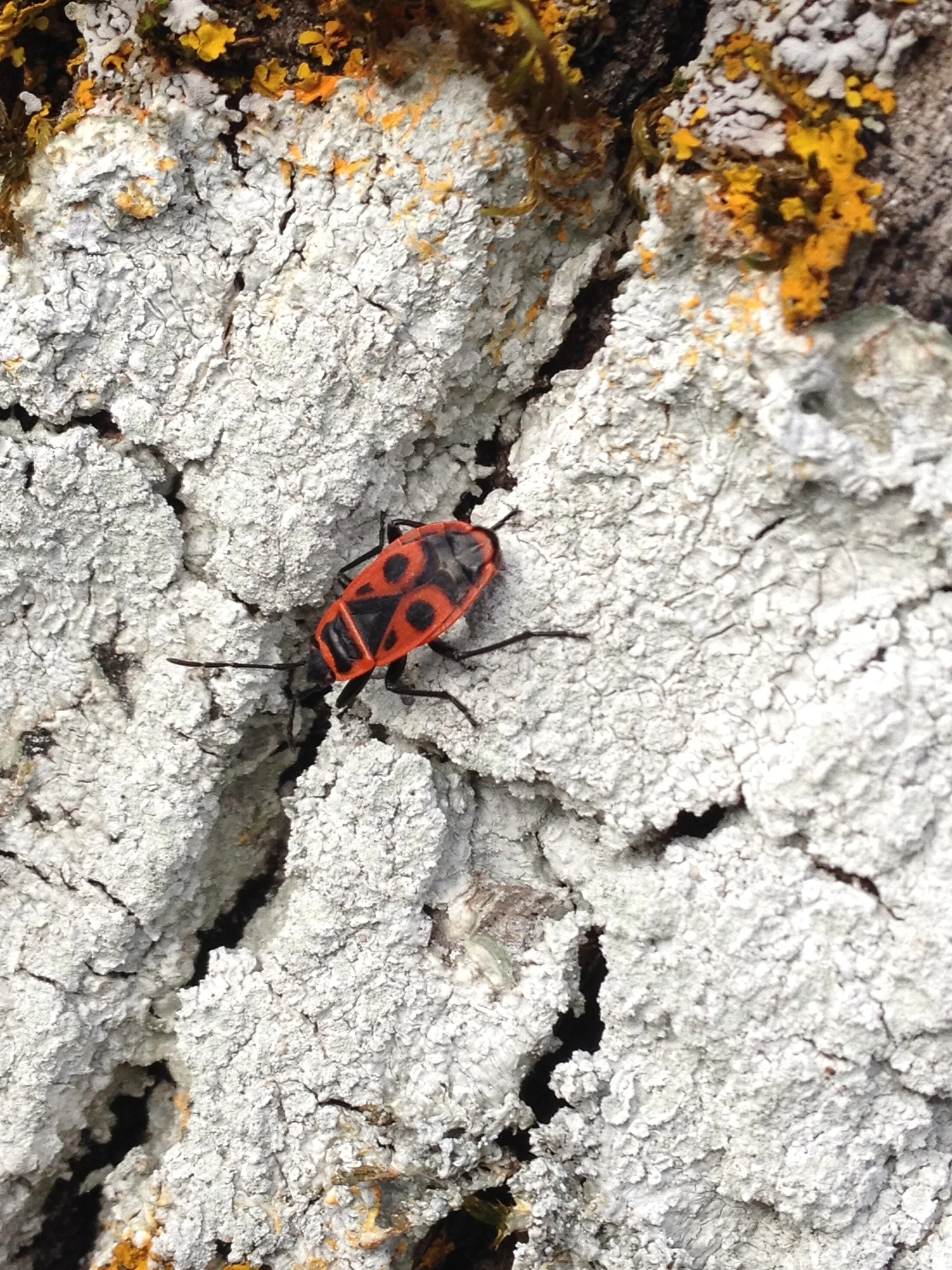 Fire bug ( Pyrrhocoris apterus) in the garden. 21st February 2016.