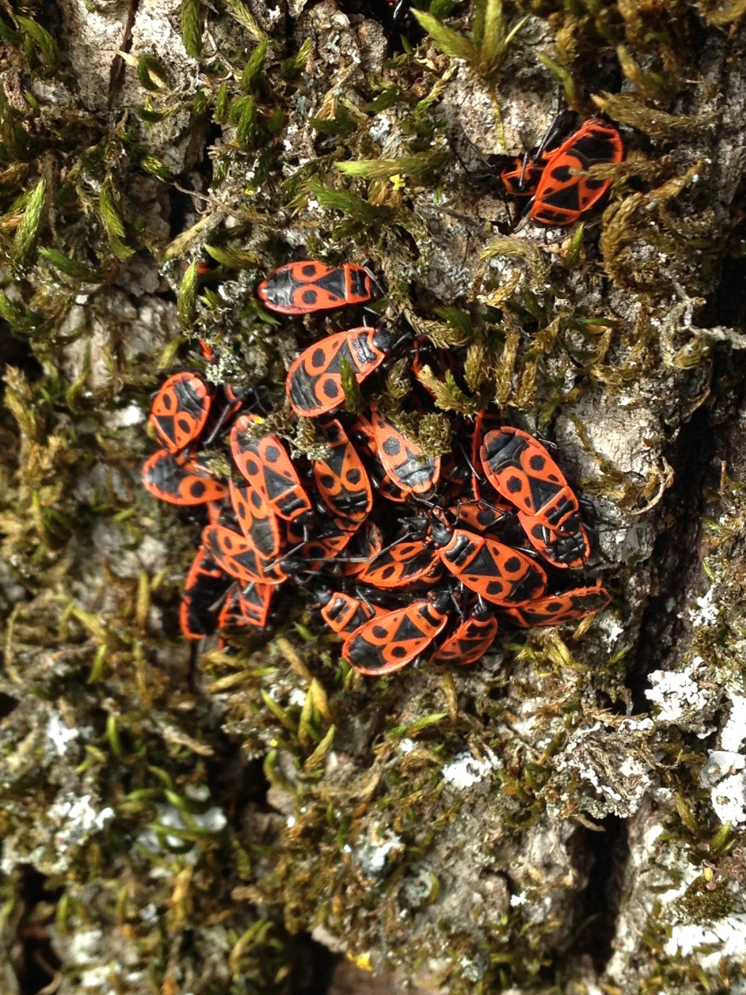 Fire bugs showing aggregation behaviour. 21st February 2016.
