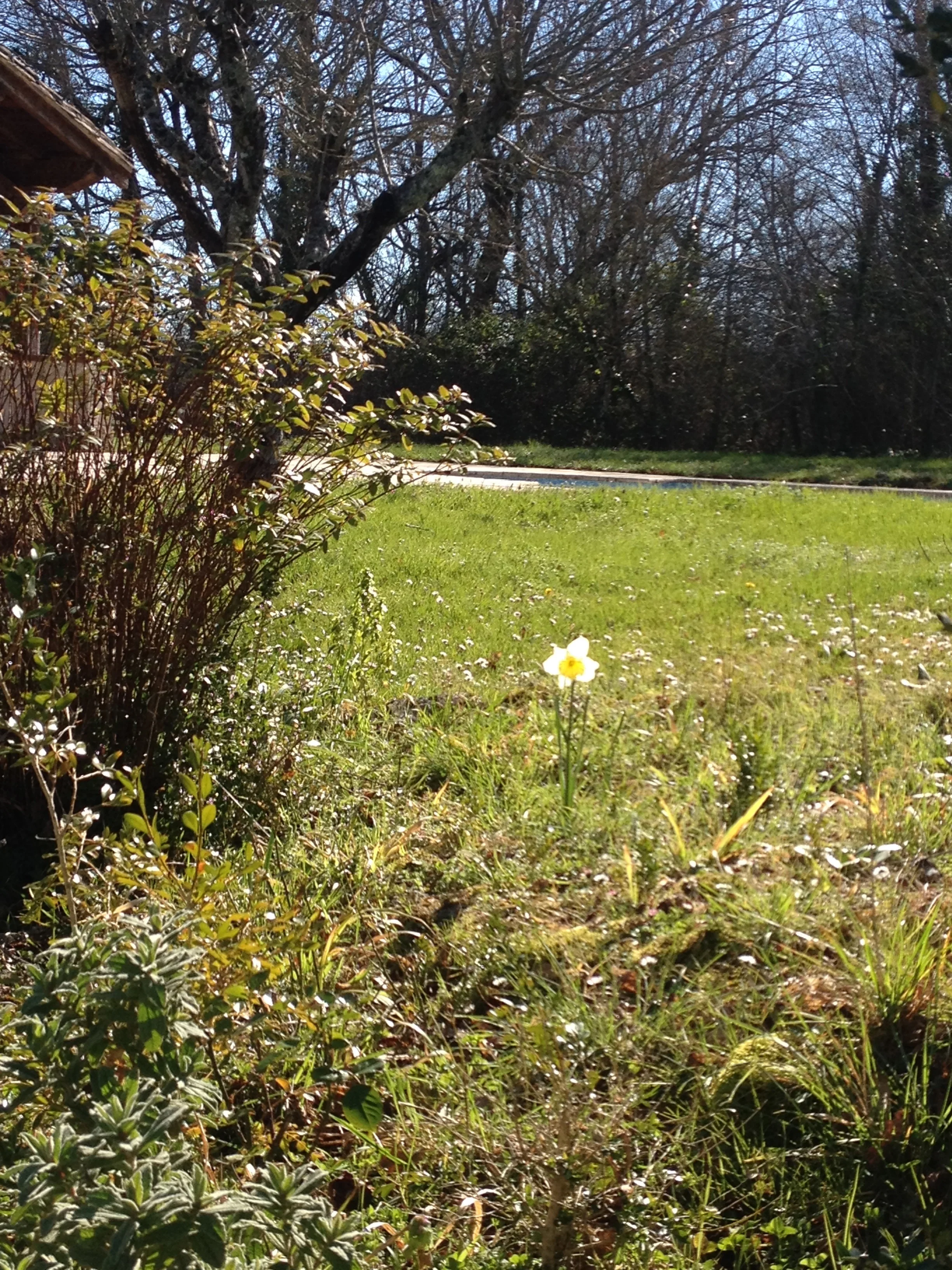 Just the one daffodil near to the pool. February 2016.