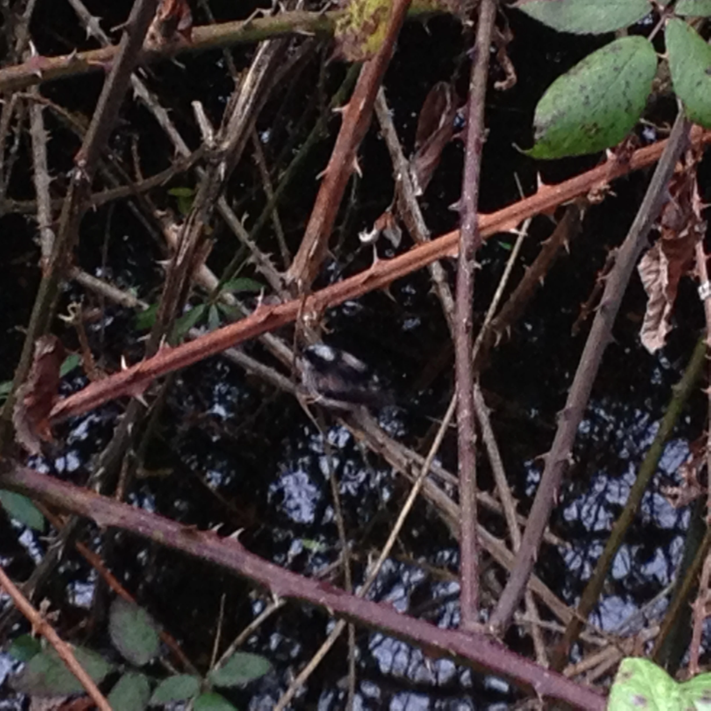I hope you can see the bird in the centre of the picture, I wonder what it is? The same bird is bathing in the water in the picture below. February 2016.