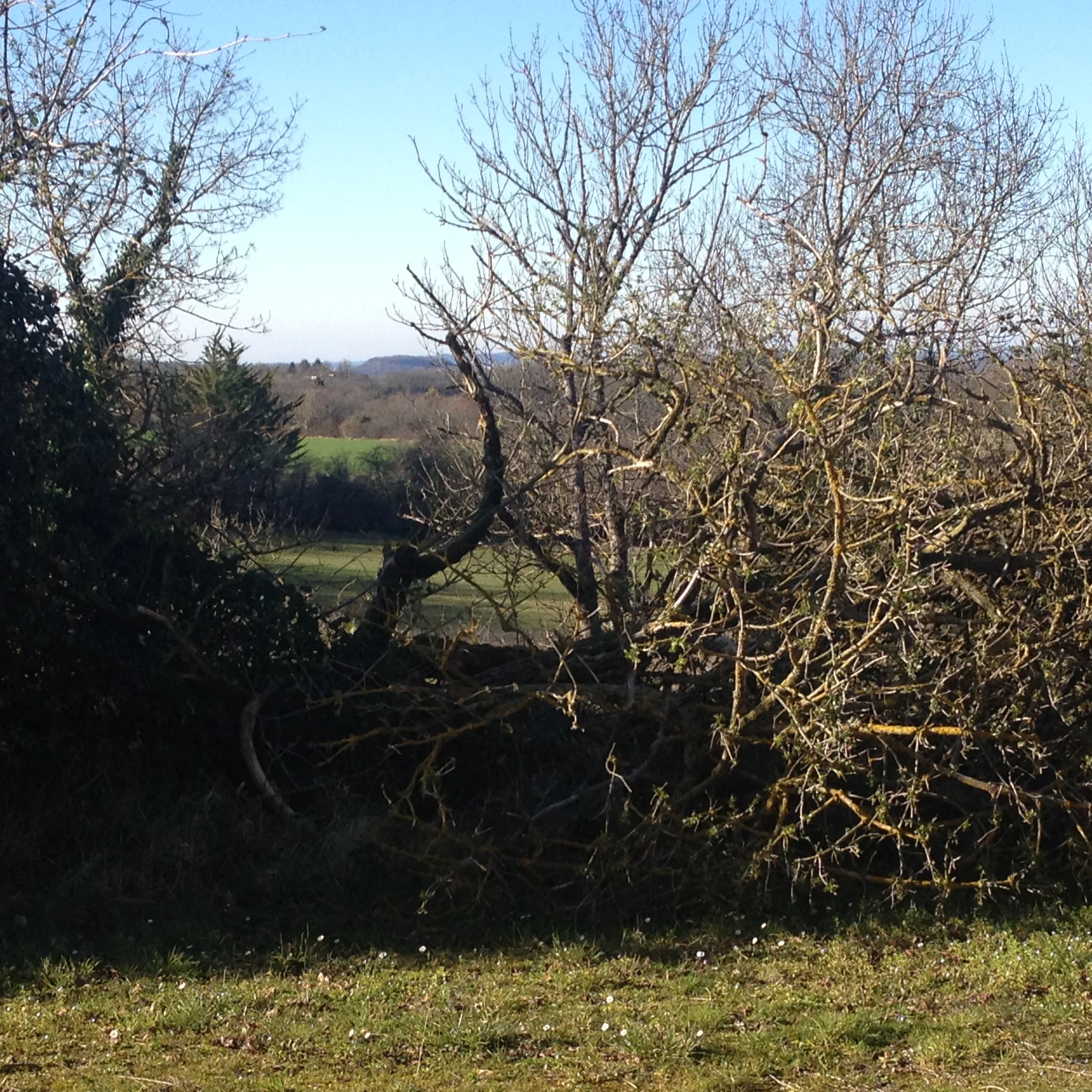 A tree was blown down the weekend before last. I am sorry to see it go but we might have a better view because of it.