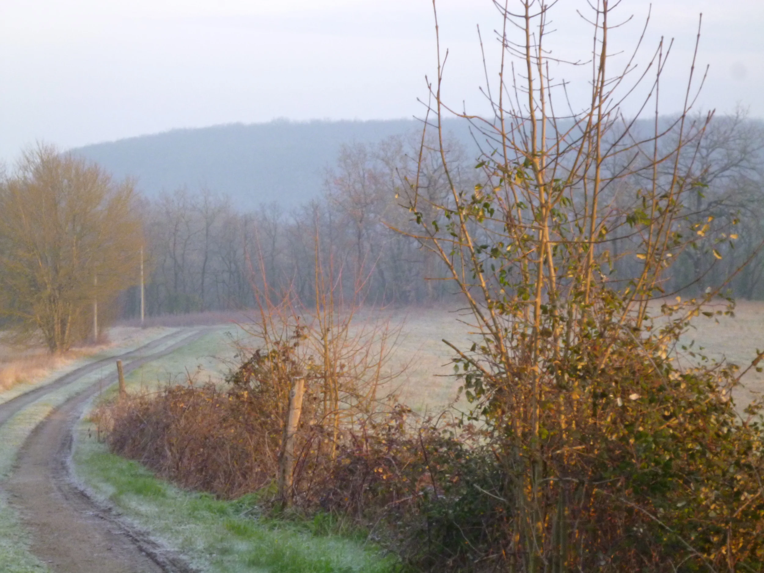 Frosty morning. The drive up to the Farmhouse. 01/03/16