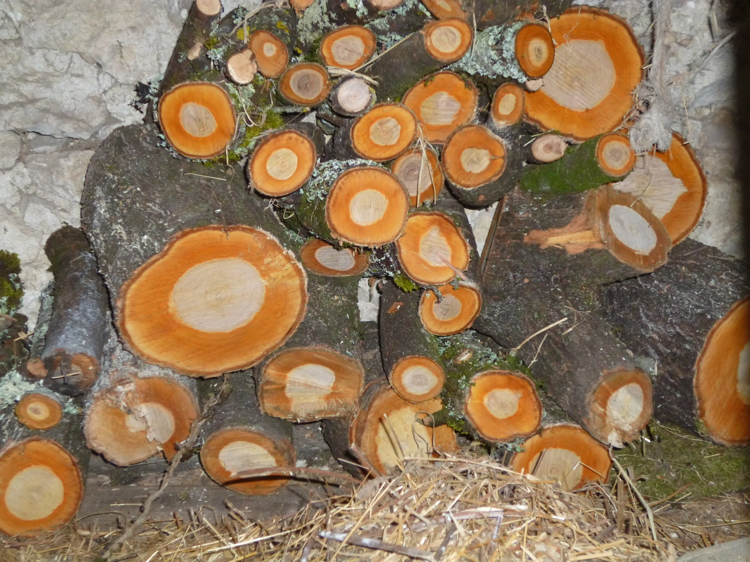Freshly cut wood, I just love the colours.