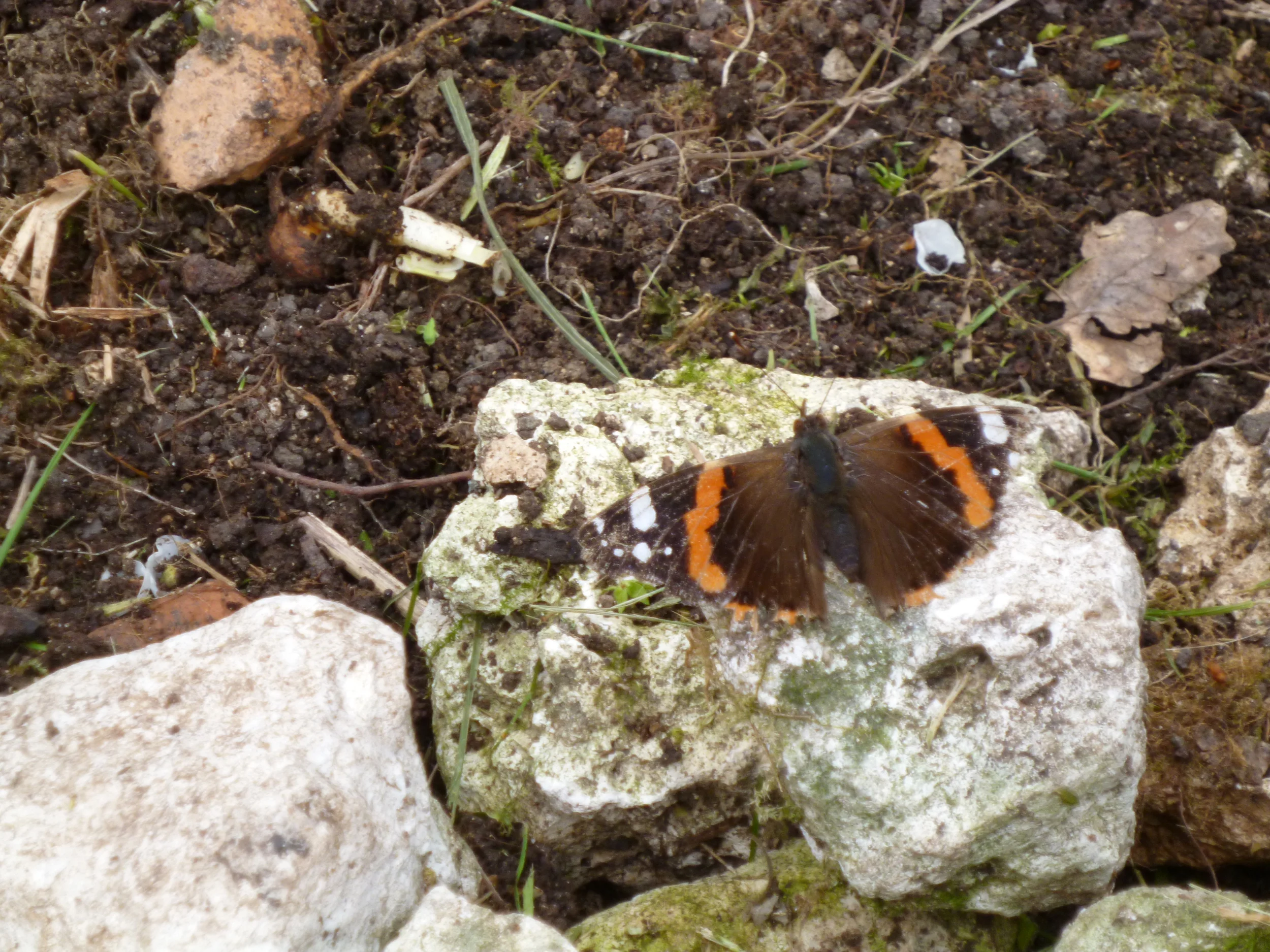Red Admiral 03/04/16