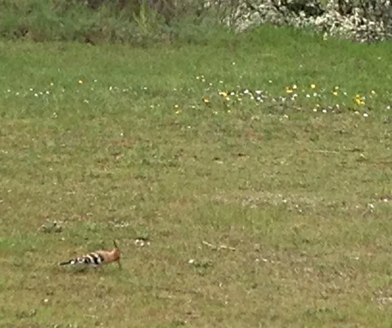 Hoopoe 04/04/16