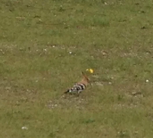 Hoopoe 04/04/16 Sorry image isn't great, grabbed the nearest camera (phone) and took picture through the window.
