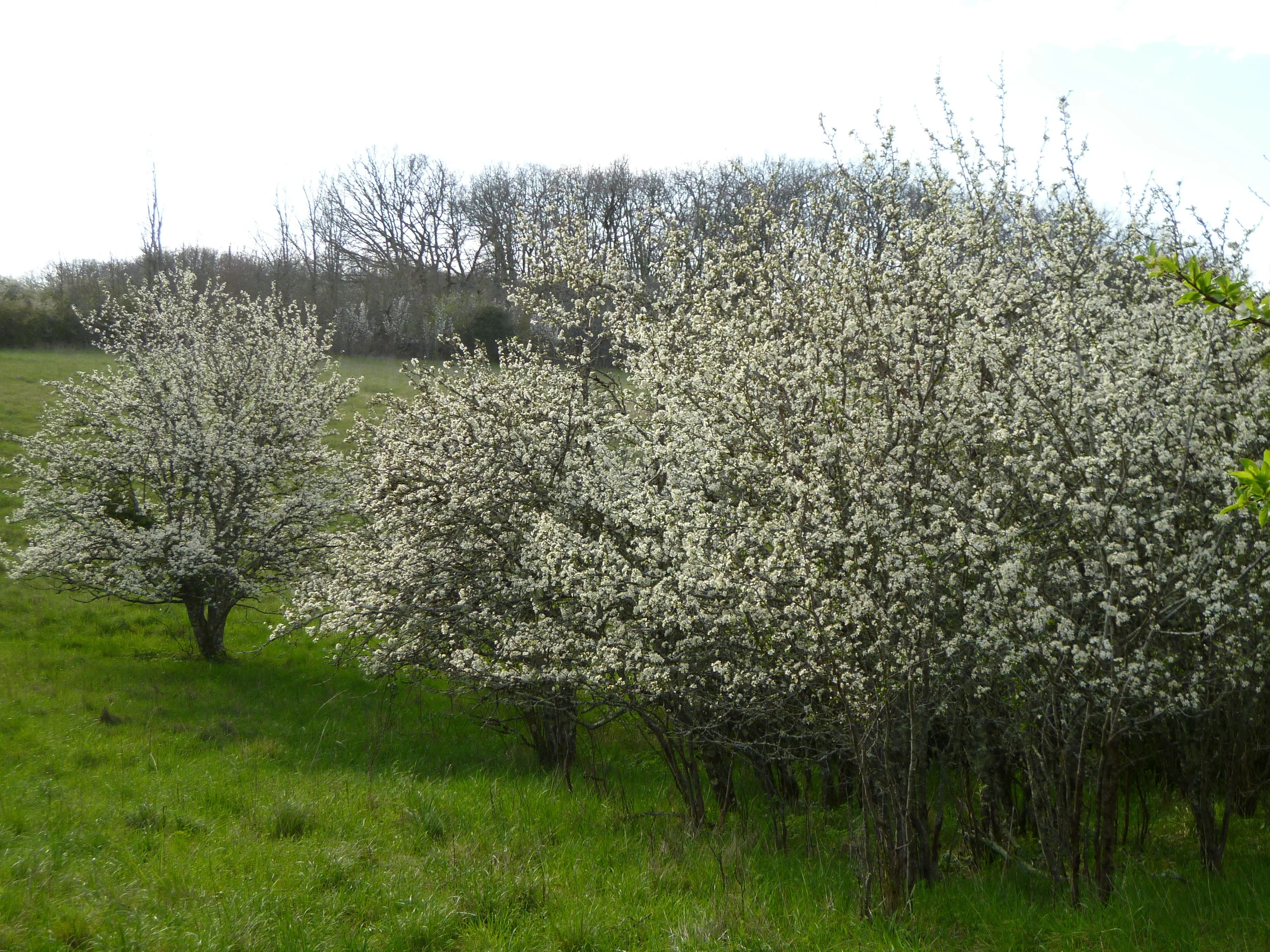 A second phase of blossom. Some of the trees in the orchard have already blossomed and now have green leaves.