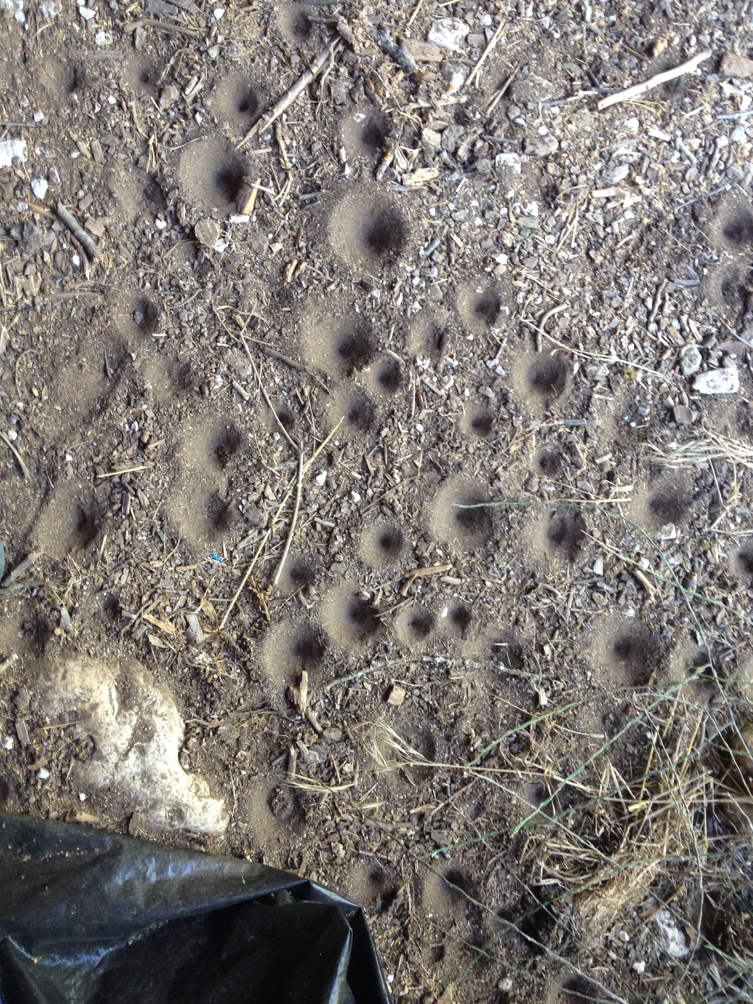 Not really sure what has created these circular patterns on the barn floor.