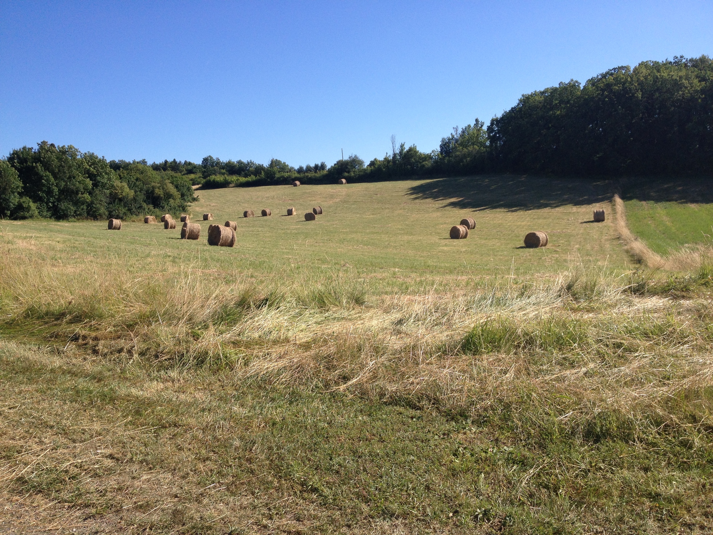 Twenty one bales of hay! ( well twenty, one is out of shot).