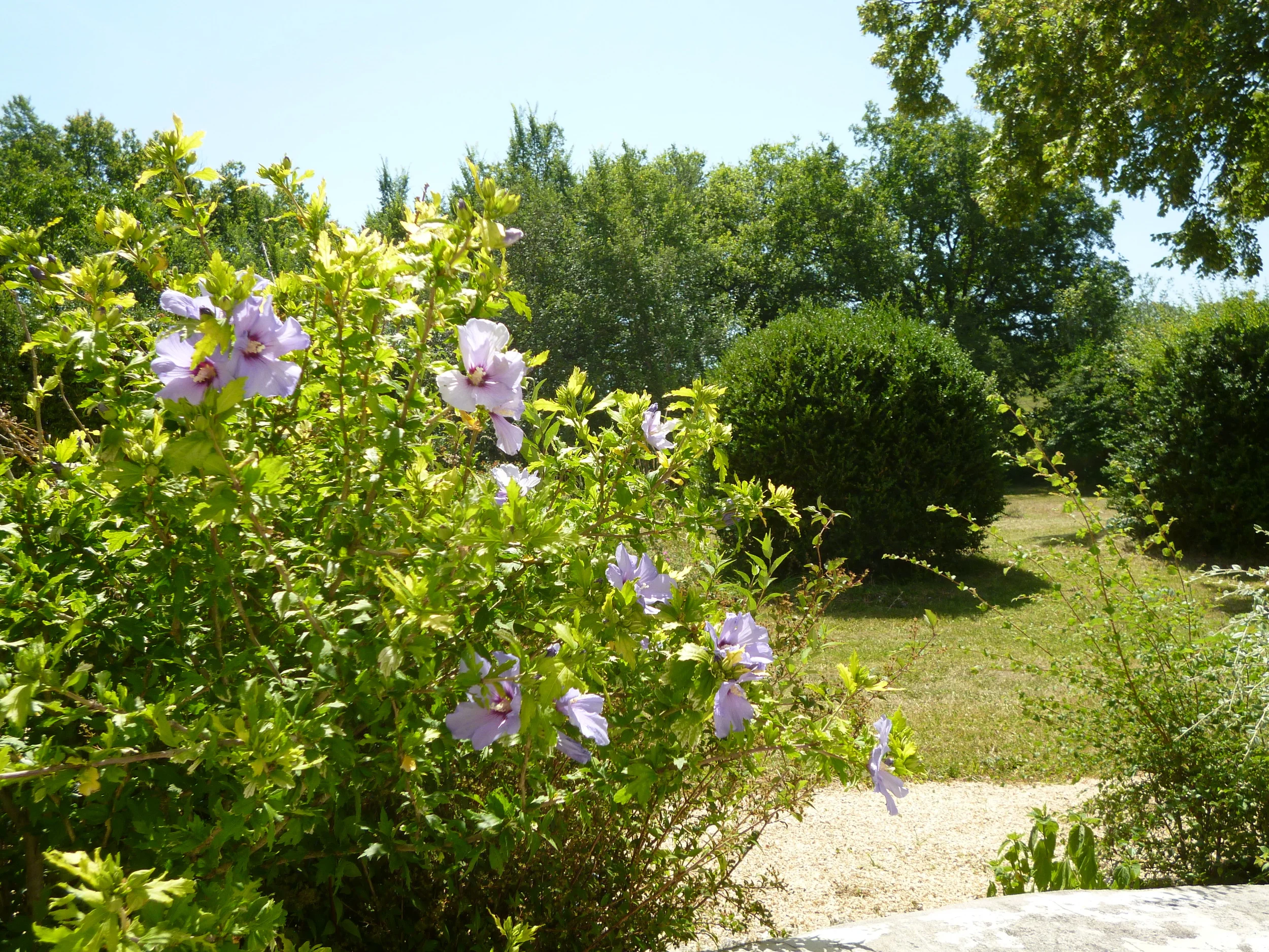 Hibiscus syriacus 'Oiseau Bleu' This beauty is just coming into flower.